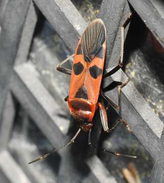 Image of Physopelta gutta famelica Stål 1863