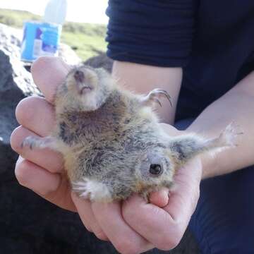 Image of Arctic Lemming