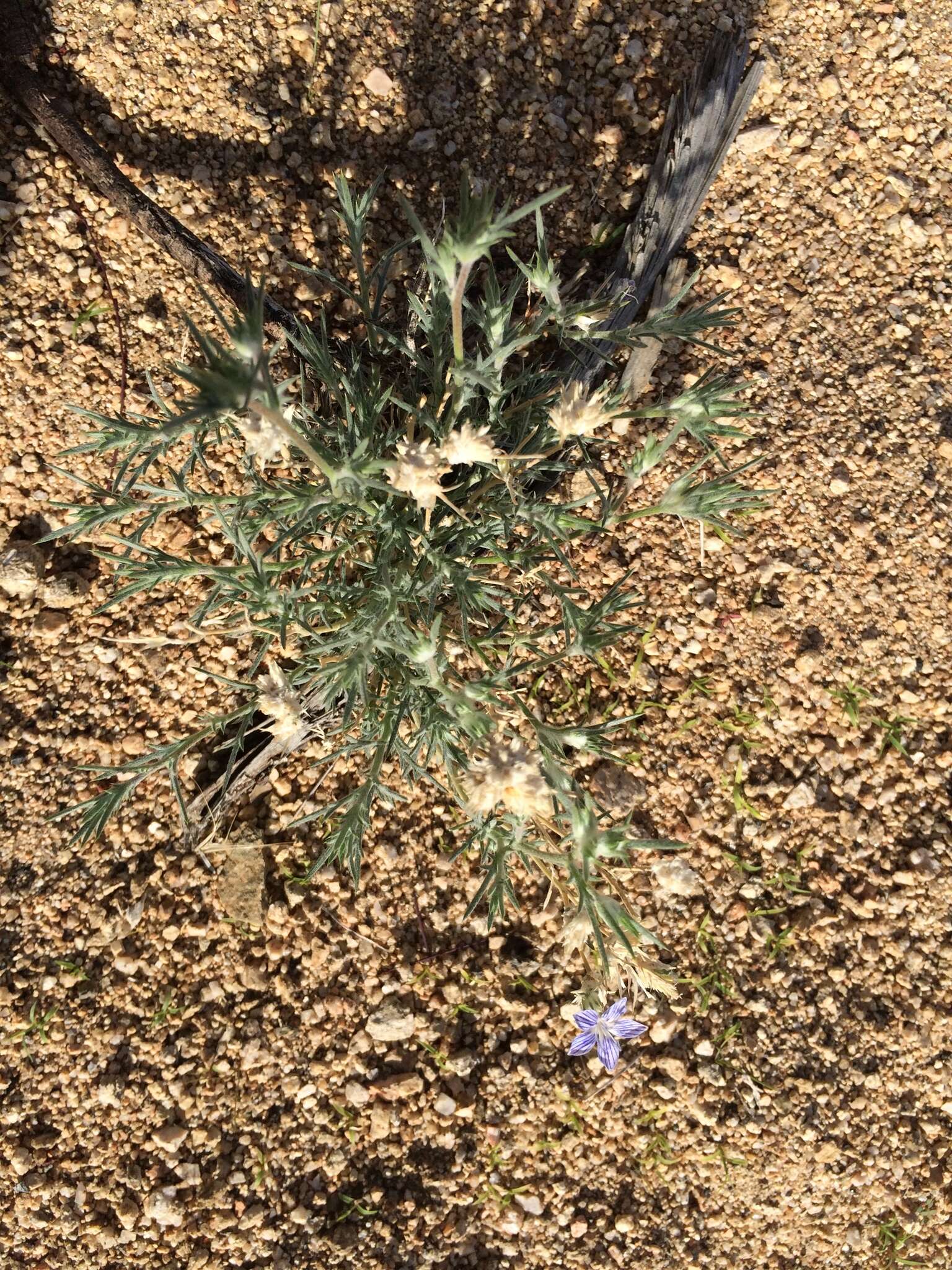 Imagem de Eriastrum eremicum (Jepson) Mason