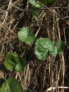 Image of Henderson's Checkerbloom