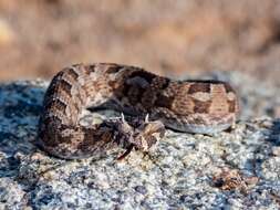 Image of Many-horned adder