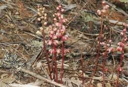 Image of whiteveined wintergreen