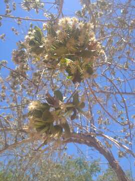 صورة Nahuatlea arborescens (Brandegee) V. A. Funk