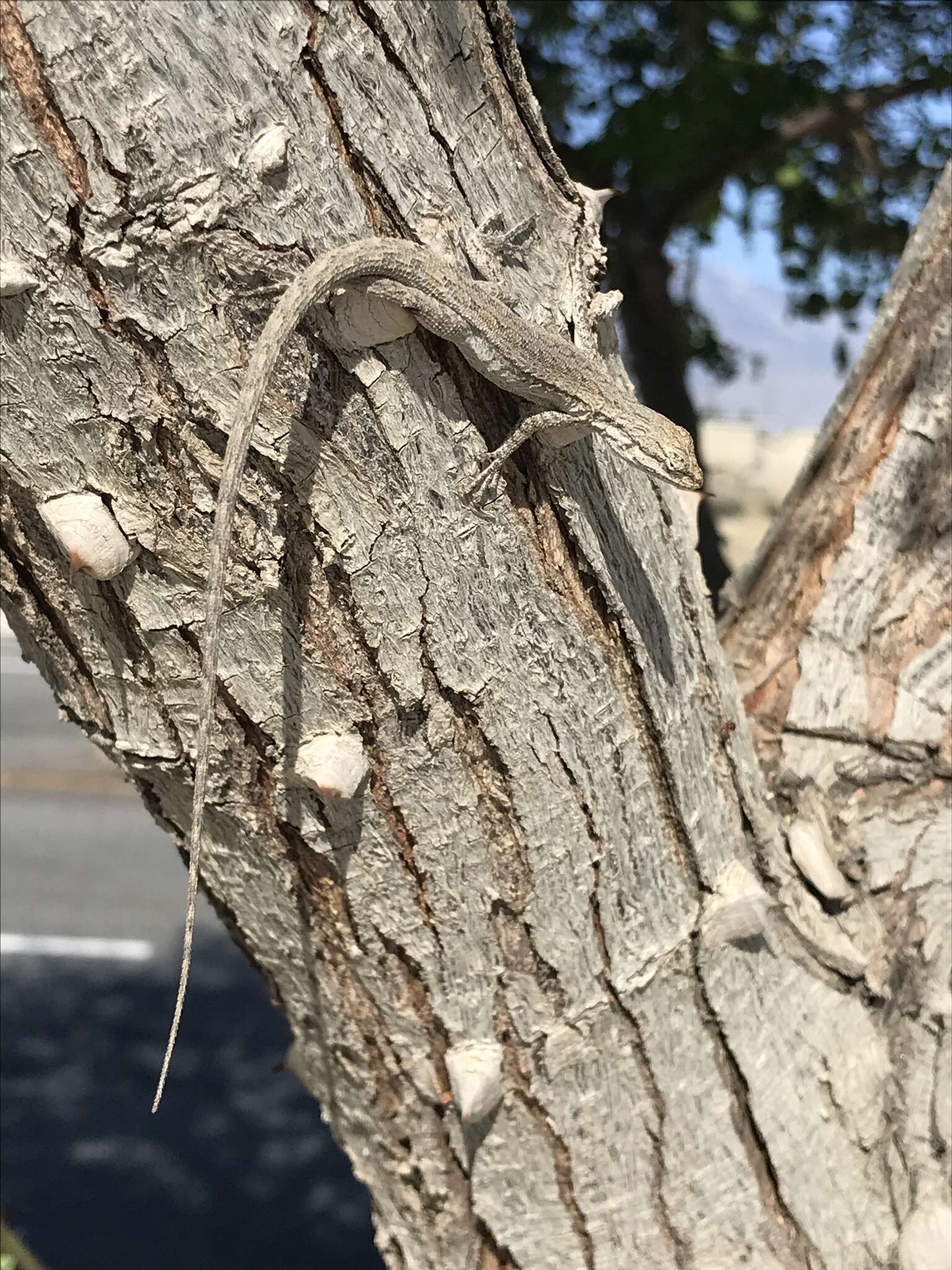 Image of Brush Lizard