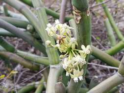 Image of Cynanchum floriferum Liede & Meve