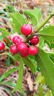 Image of Ilex colchica Pojark.