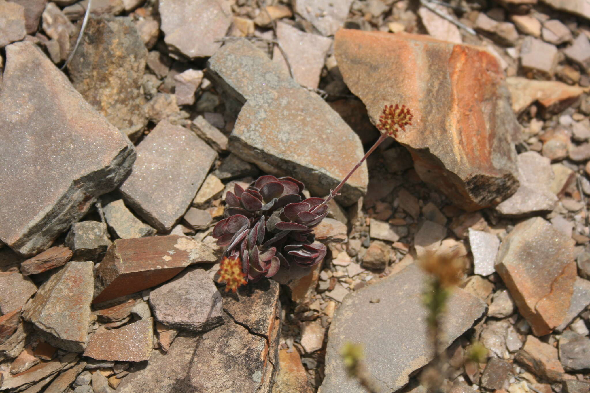 Image of Crassula atropurpurea var. muirii (Schönl.) G. D. Rowley