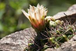 Image of Gymnocalycium mostii (Gürke) Britton & Rose