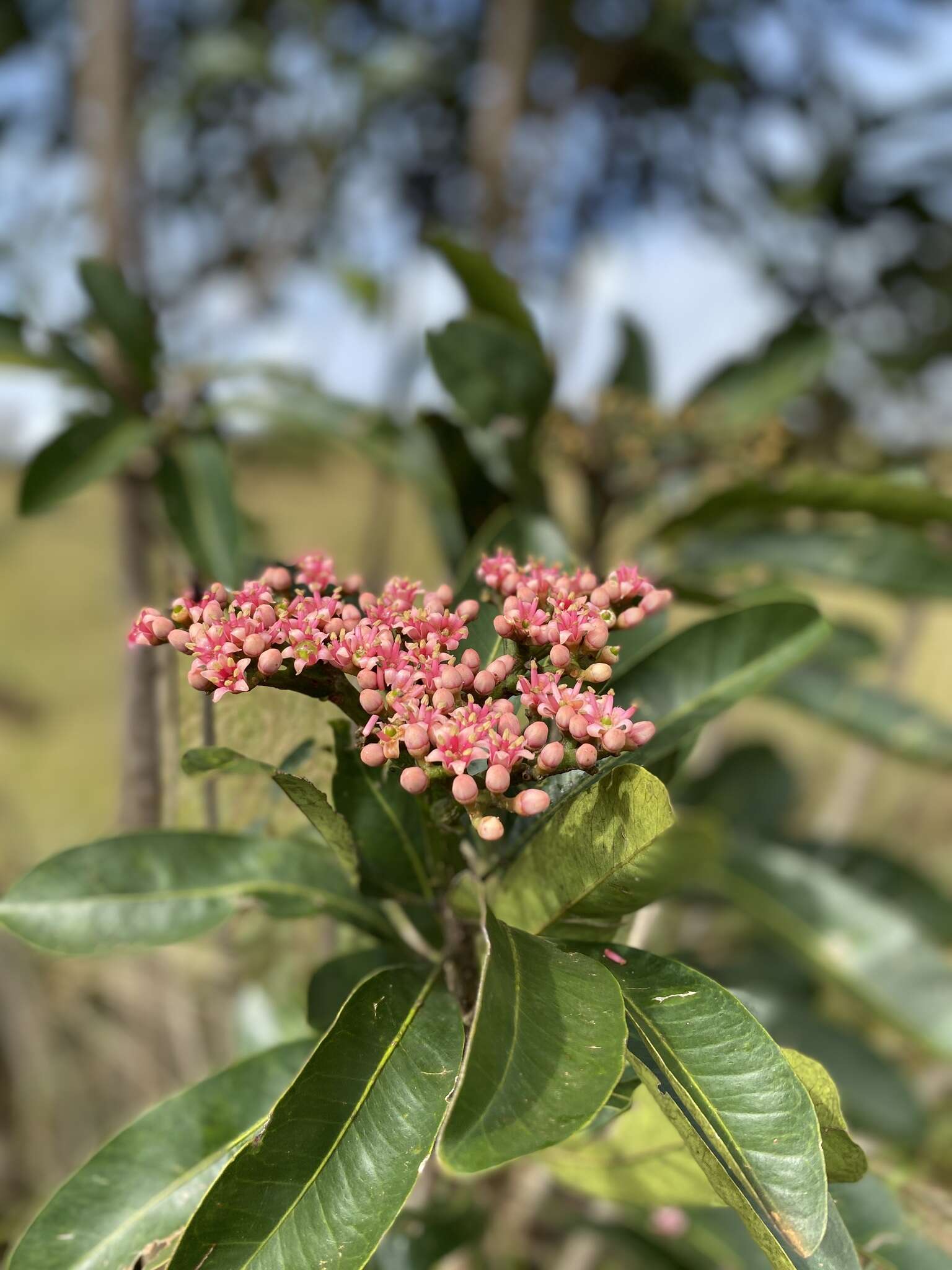 Image de Hortia oreadica Groppo, Kallunki & Pirani