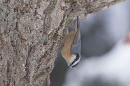 Imagem de Sitta canadensis Linnaeus 1766