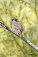 Image of Strong-billed Honeyeater