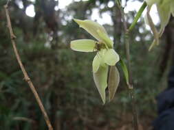 Image of Oliveriana egregia Rchb. fil.