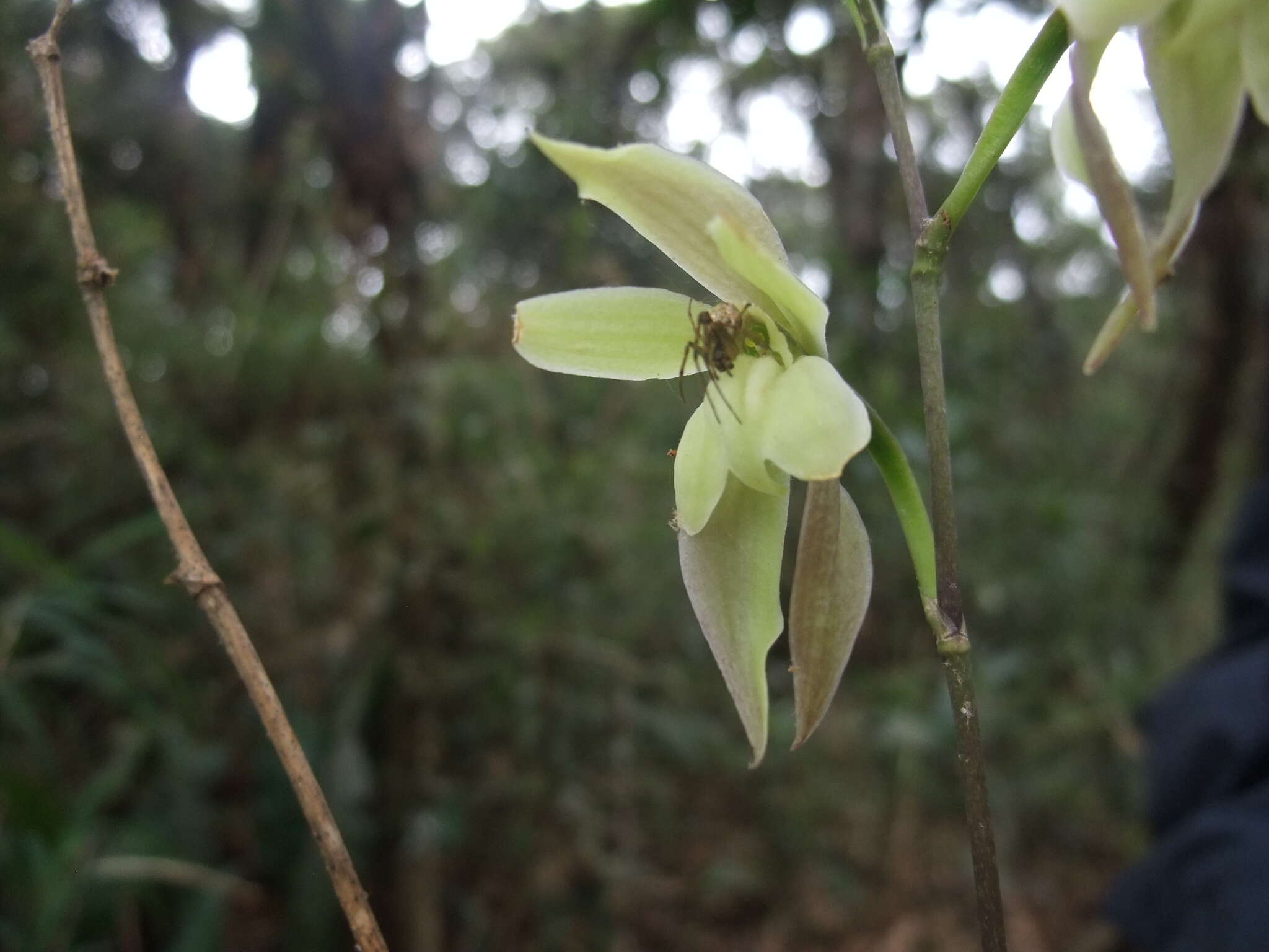 Image of Oliveriana egregia Rchb. fil.