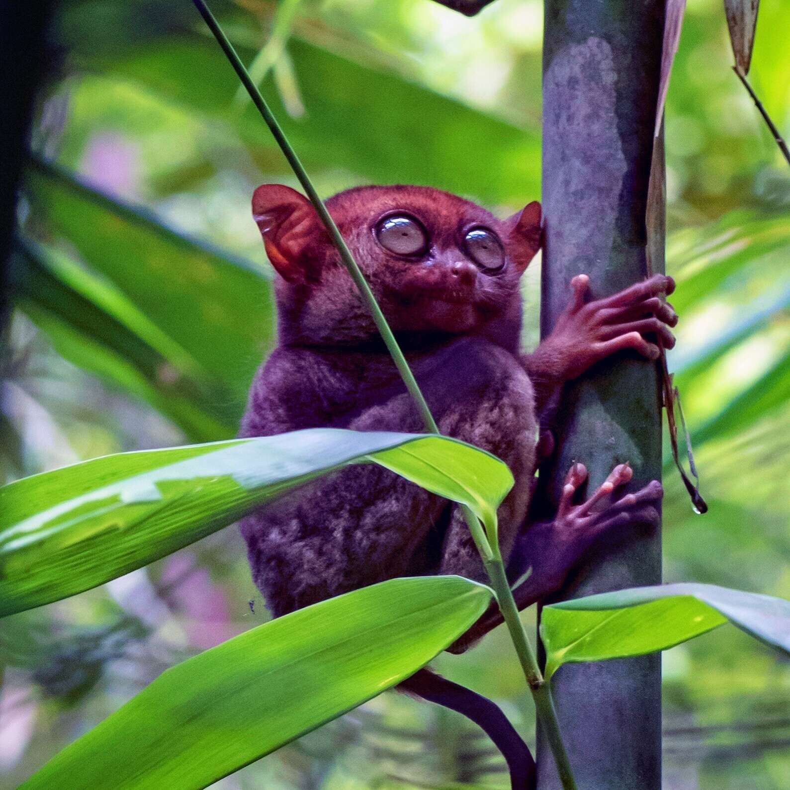 Image de Tarsier des Philippines