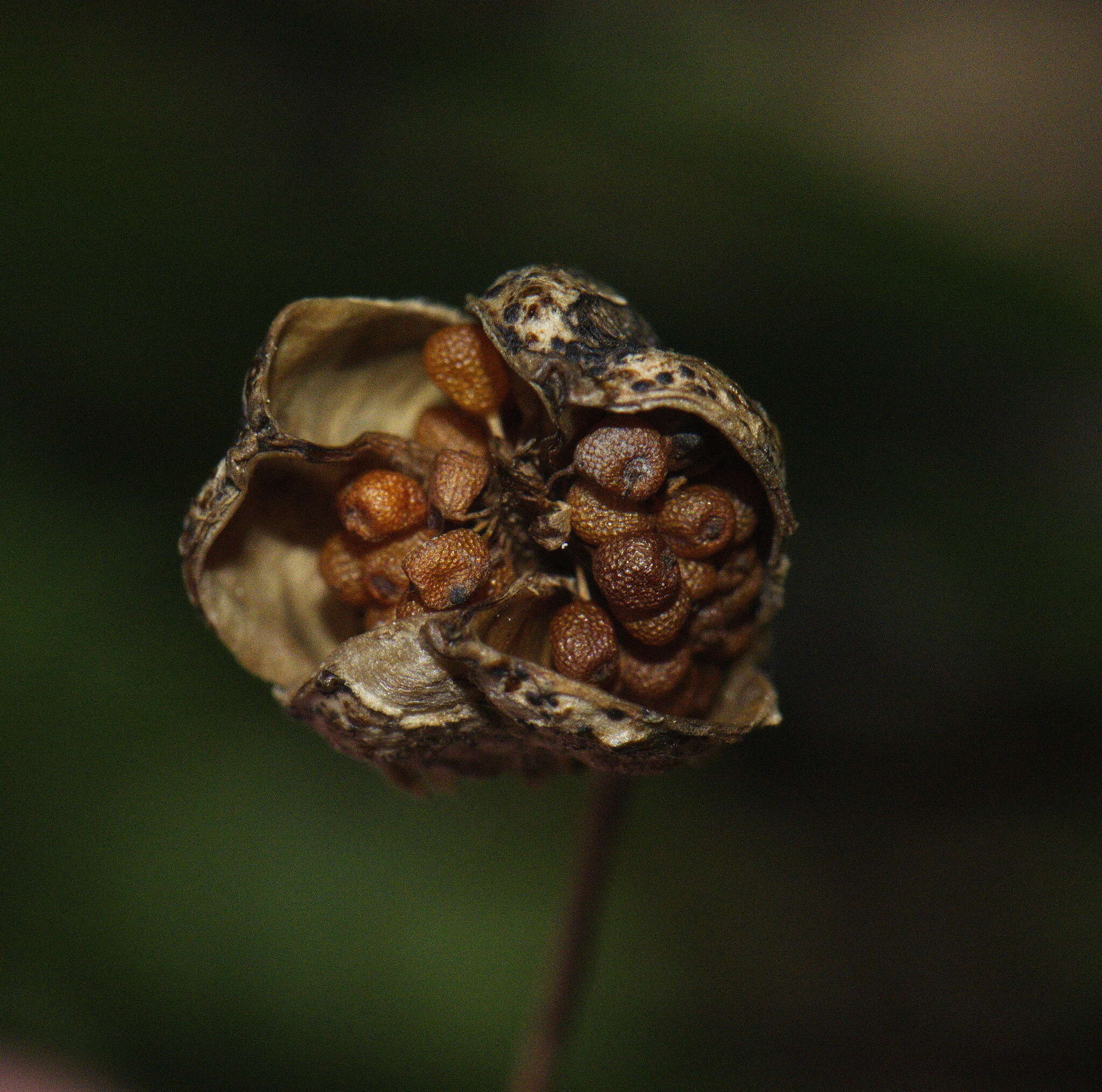 Image de Libertia mooreae Blanchon, B. G. Murray & Braggins