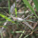 Image of Truxalis eximia Eichwald 1830