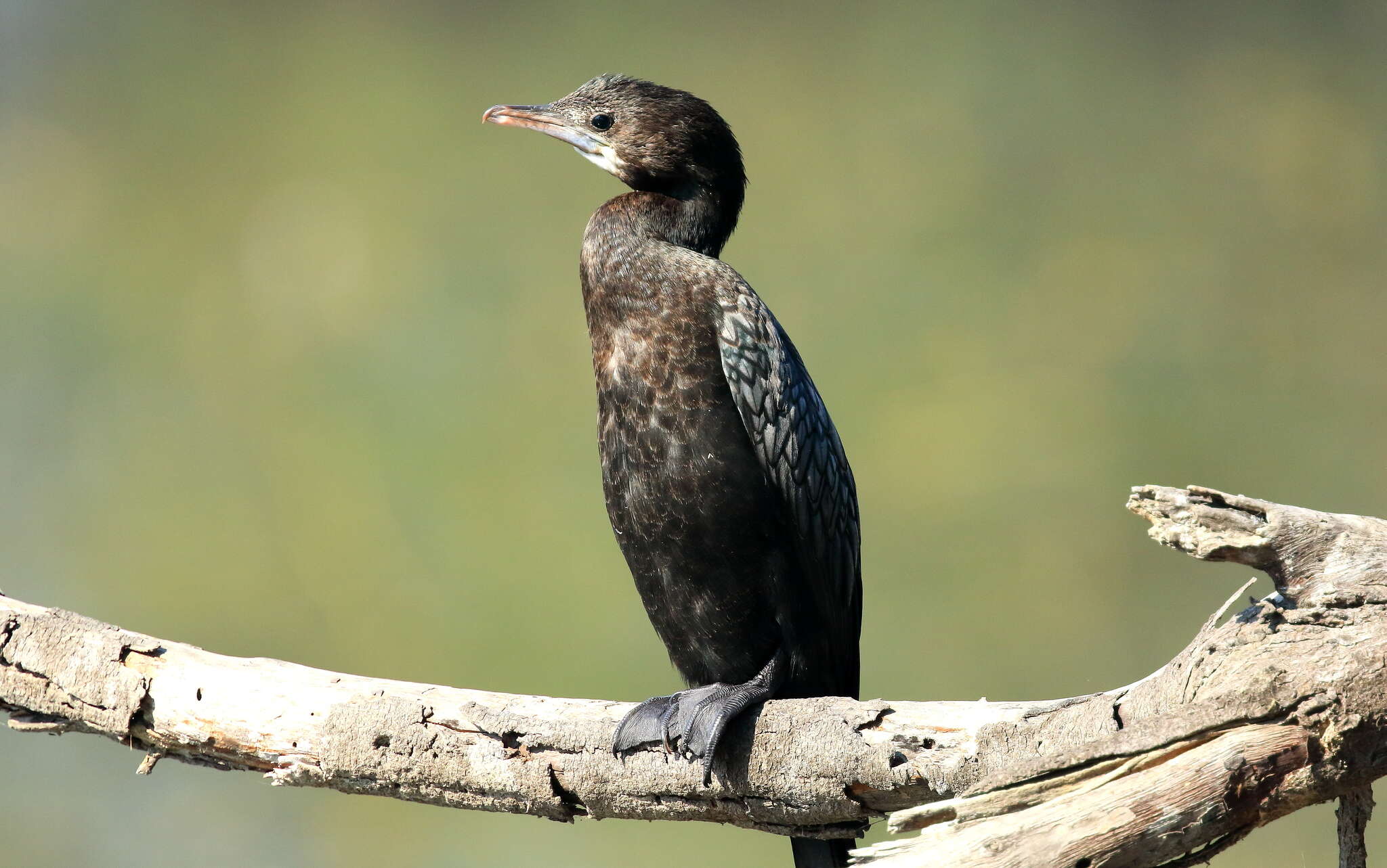 Image of Little Cormorant