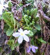 Image of Primula deuteronana Craib