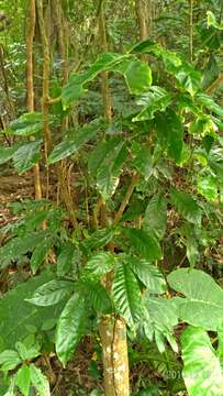 Image de Melicope semecarpifolia (Merr.) T. G. Hartley