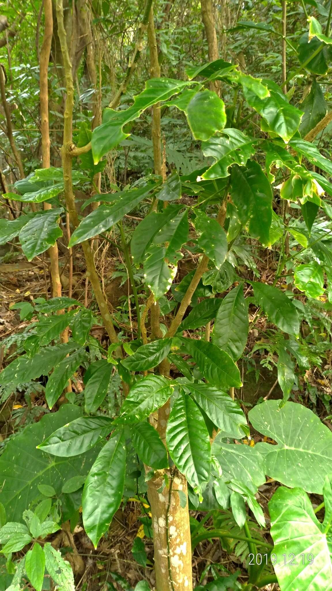 Image de Melicope semecarpifolia (Merr.) T. G. Hartley