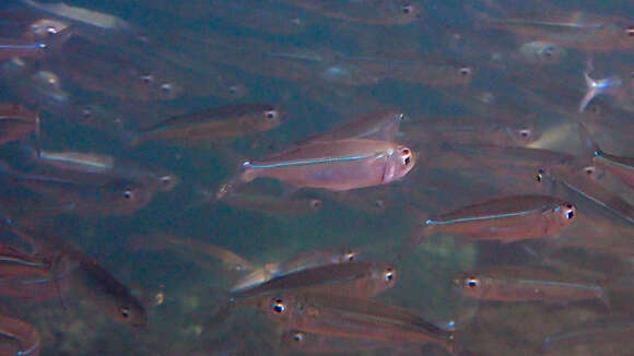 Image of Red Sea hardyhead silverside