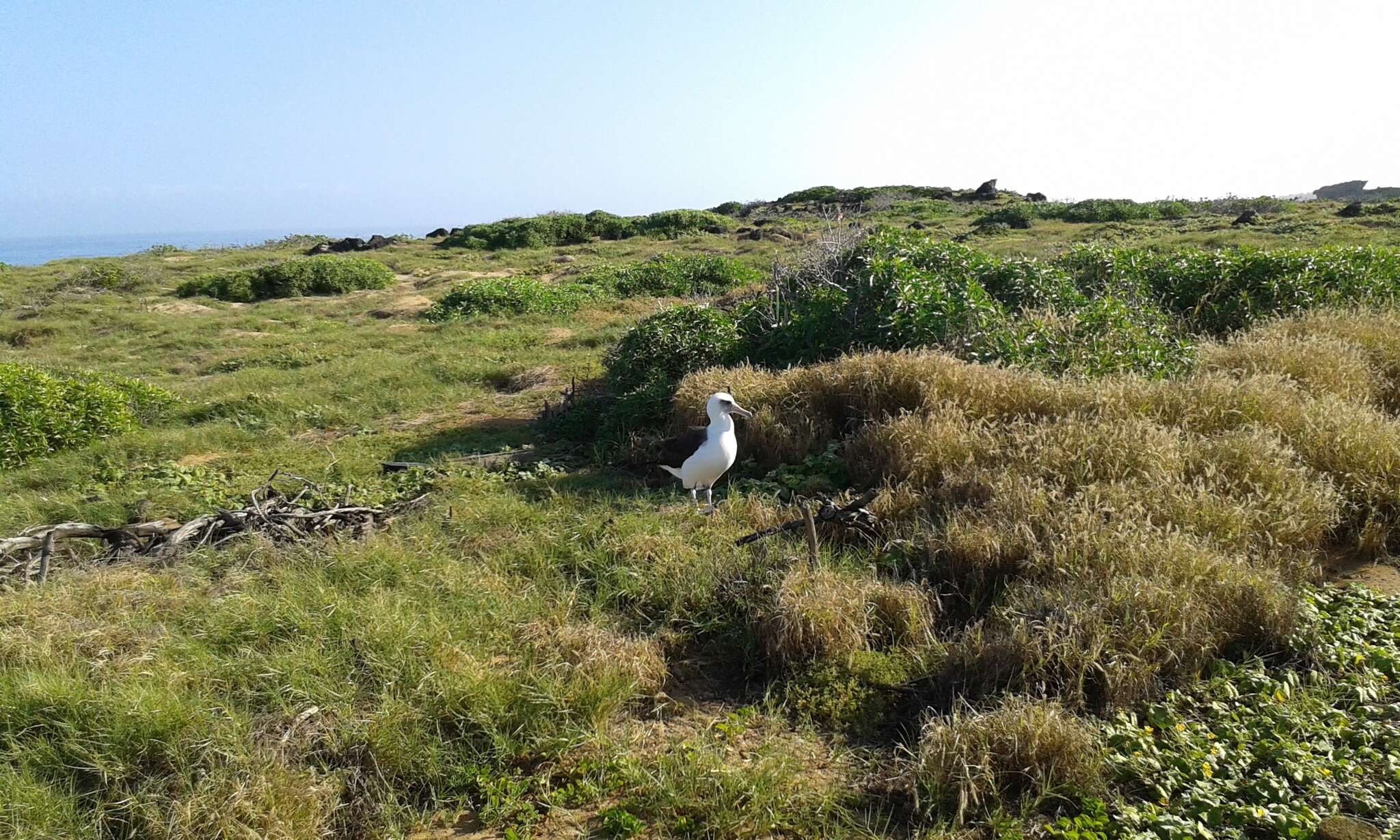 Image of North Pacific albatross
