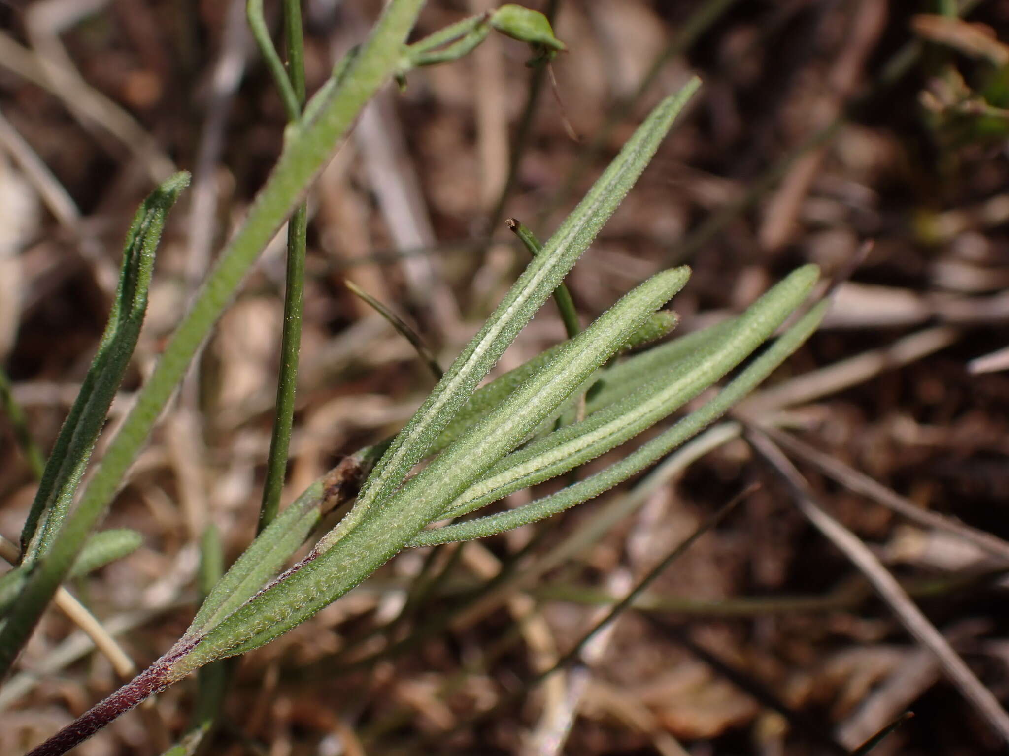 Image of Veronica satureiifolia Poit. & Turp.