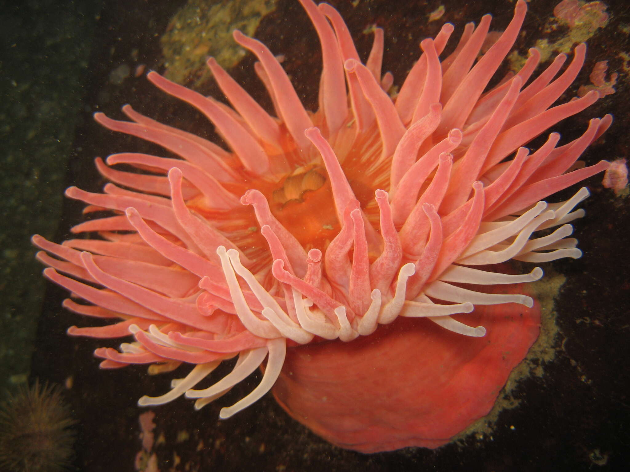 Image of Christmas anemone