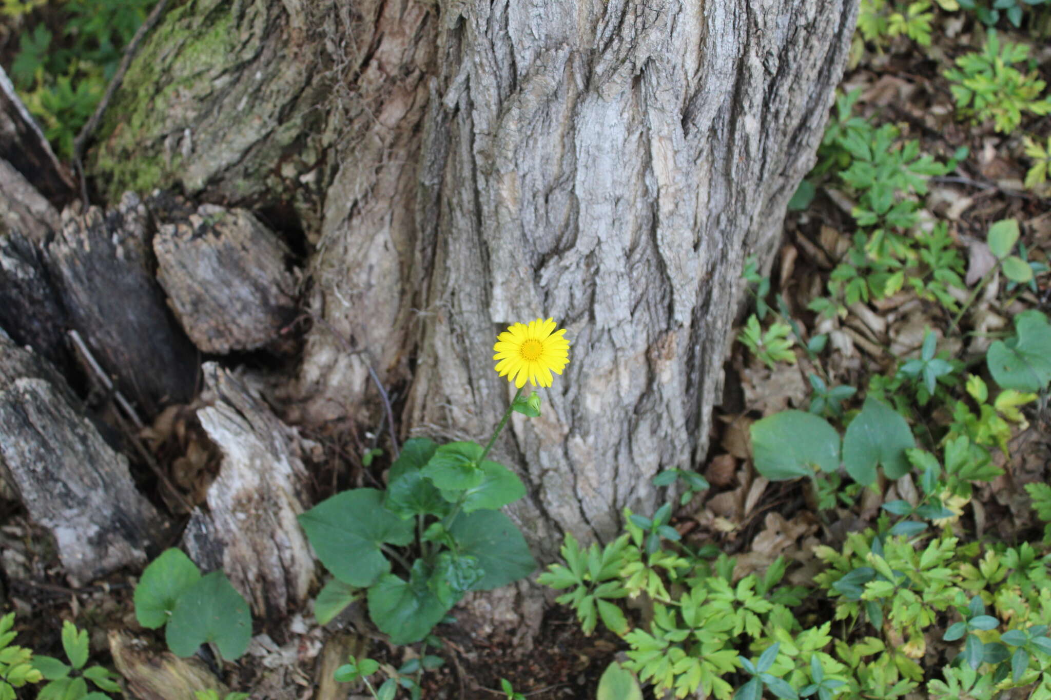 Imagem de Doronicum pardalianches L.