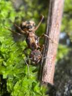 Image of Acromyrmex coronatus (Fabricius 1804)