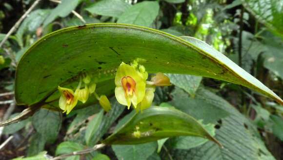 Image of Lepanthes gargantua Rchb. fil.