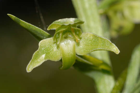 صورة Platanthera algeriensis Batt. & Trab.