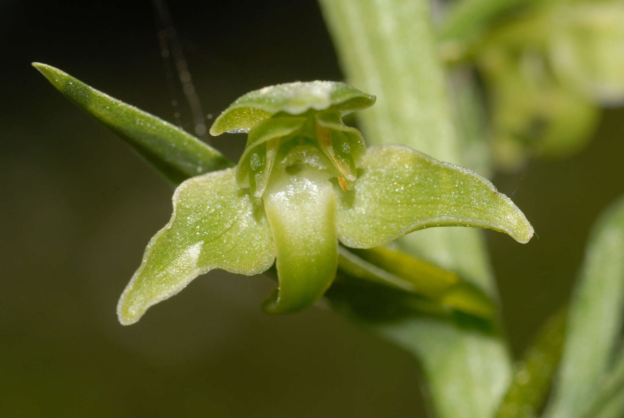 Слика од Platanthera algeriensis Batt. & Trab.