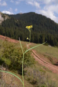 Image of Bupleurum densiflorum Rupr.