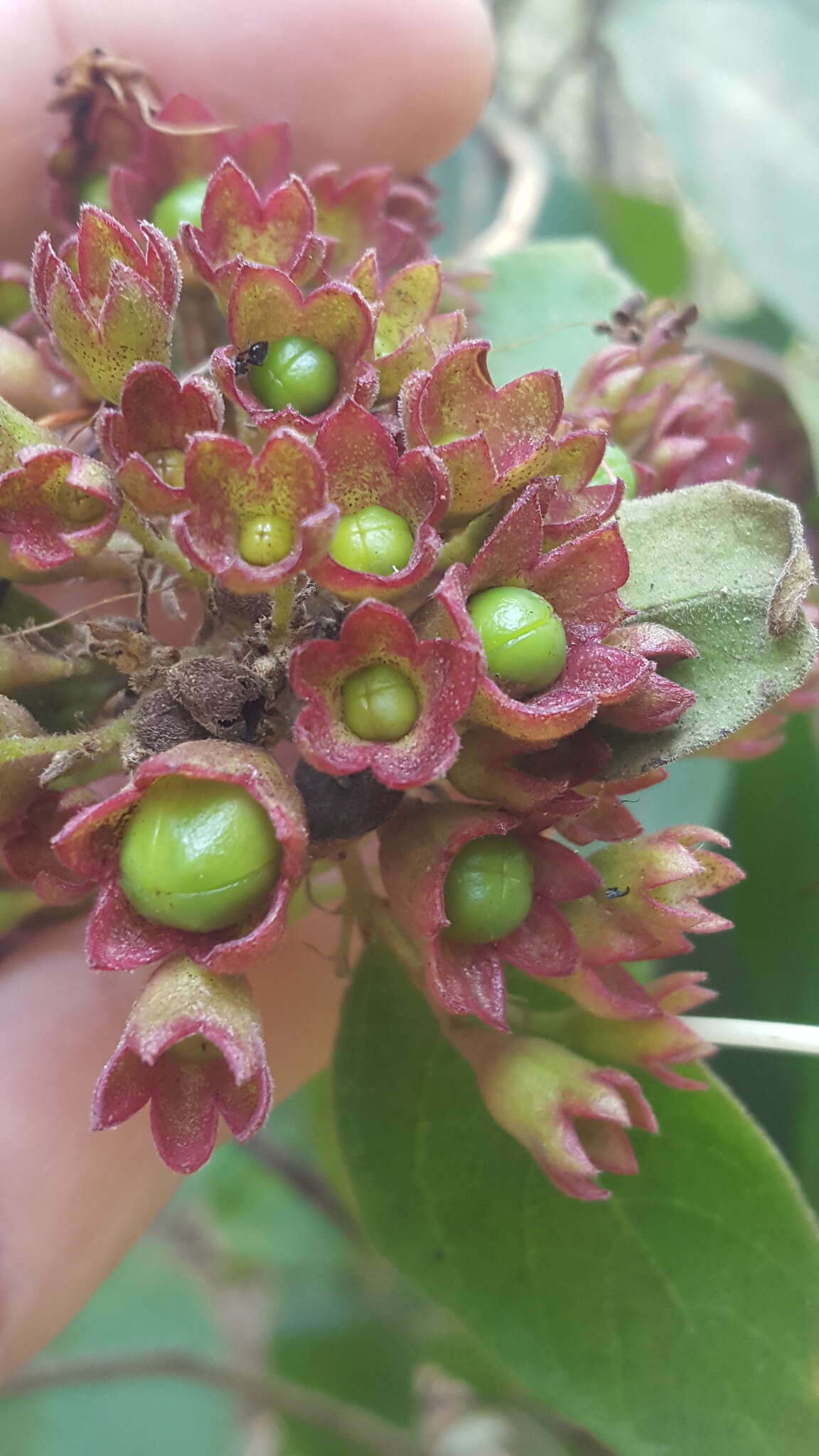 Image of Clerodendrum tomentosum (Vent.) R. Br.