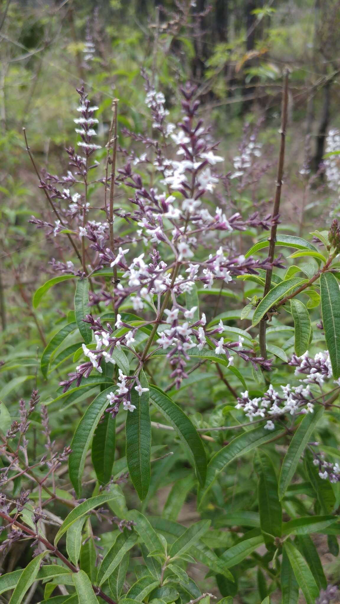 Image of lemon beebrush