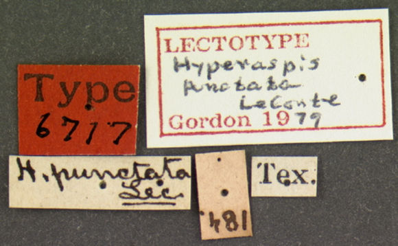 Image of <i>Hyperaspis punctata</i> Le Conte 1880
