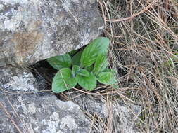 Image of Calceolaria parviflora Gill. ex Benth.