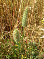 Image of Narrow Clover