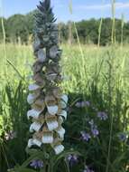 Image of Grecian foxglove