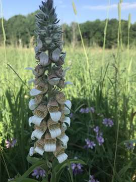 Imagem de Digitalis lanata Ehrh.