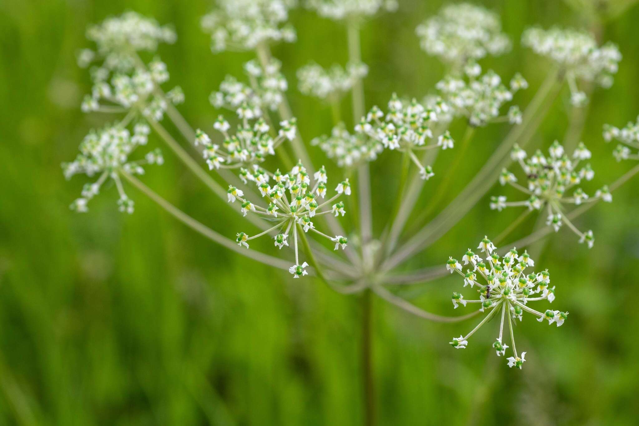 Aulacospermum anomalum (Ledeb.) Ledeb. resmi