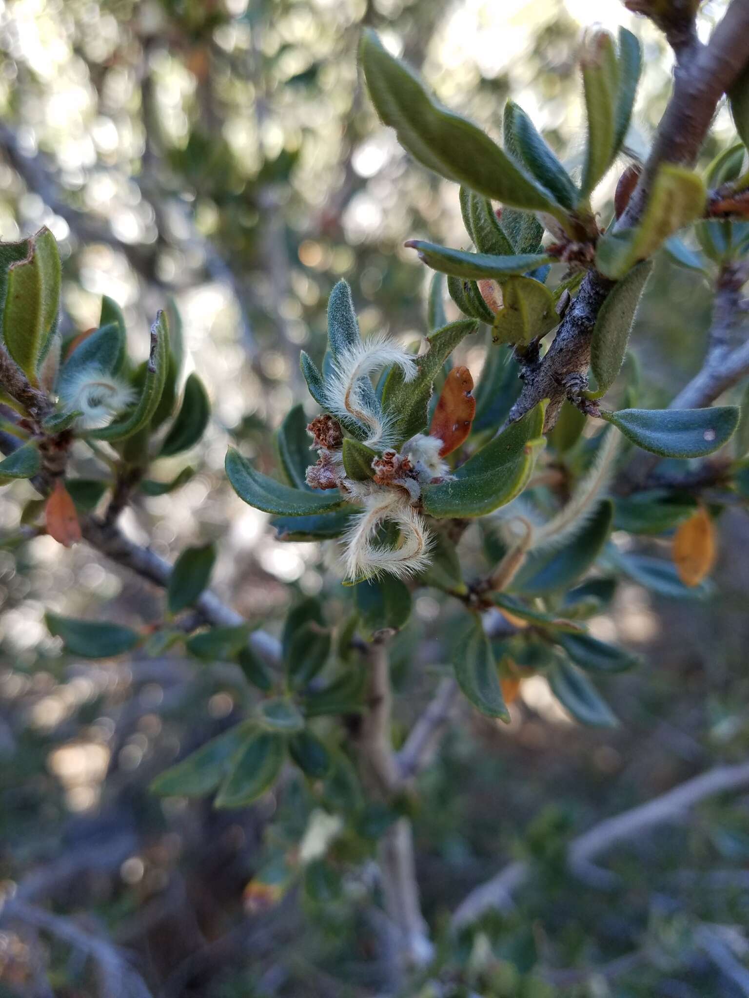 Plancia ëd Cercocarpus ledifolius Nutt.