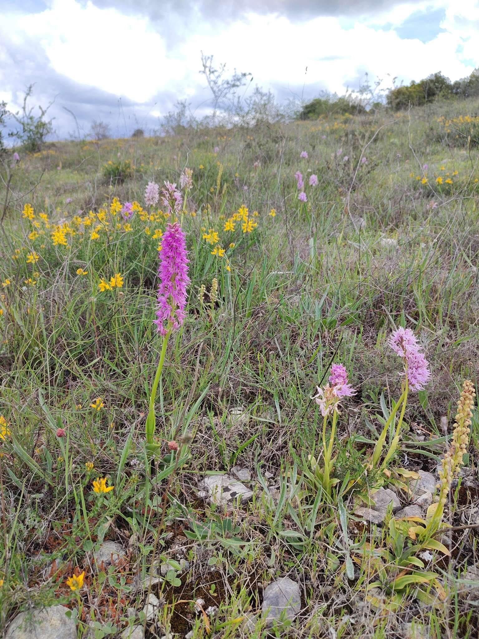 Image of Orchis bivonae Tod.