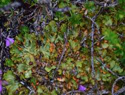 Image of chocolate chip lichen