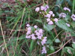 Fleischmannia porphyranthema (A. Gray) R. King & H. Rob. resmi