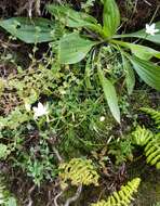 Image of Centaurium scilloides (L. fil.) Samp.