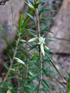 Image of <i>Epacris <i>calvertiana</i></i> var. calvertiana