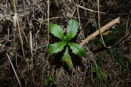 Image of Senecio glaucophyllus Cheesem.