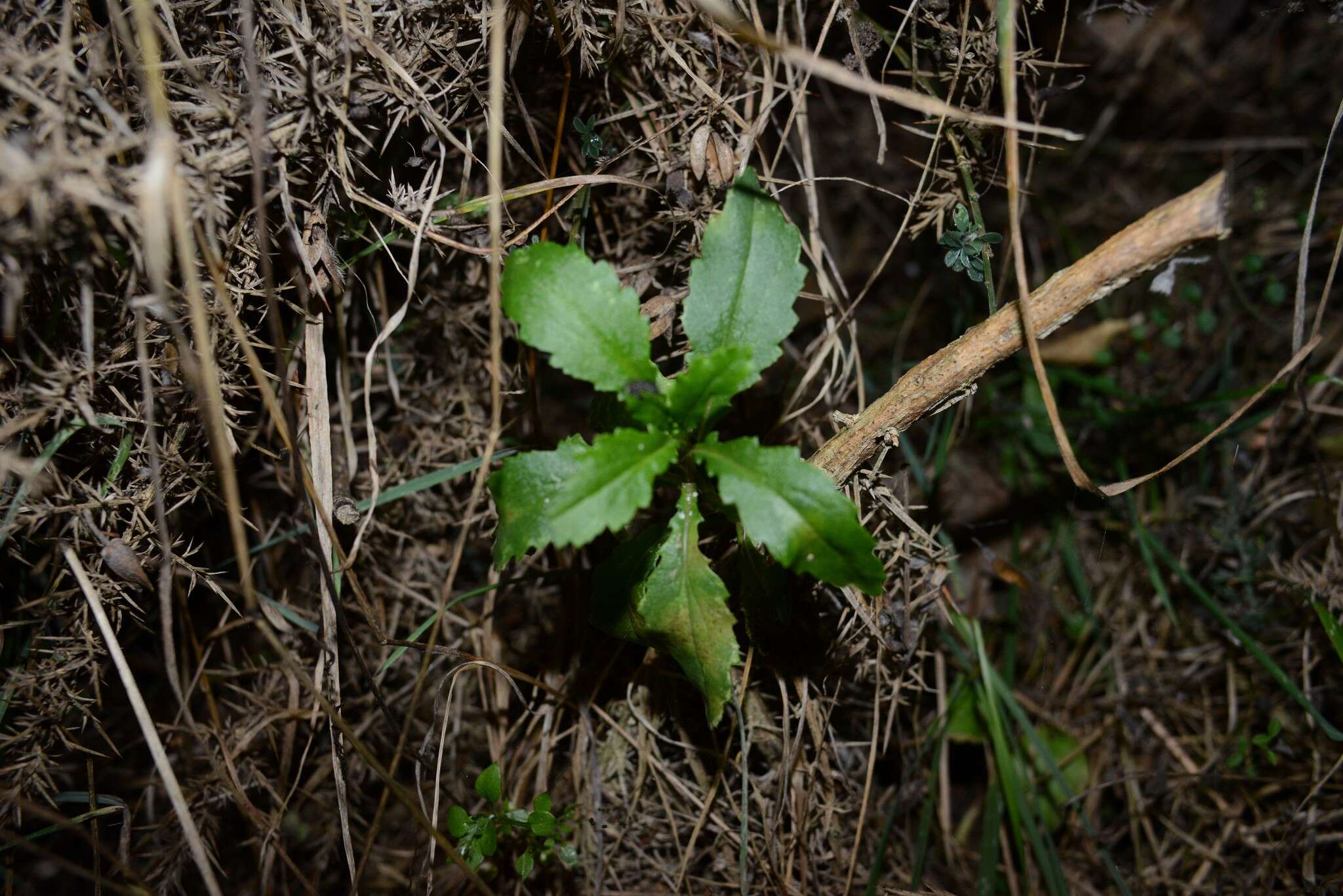 Image of Senecio glaucophyllus Cheesem.